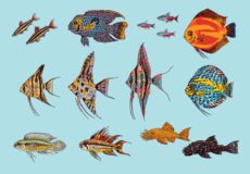 هر آنچه که باید درباره ماهیان آکواریومی و غذای آن ها بدانید (پارت اول)
